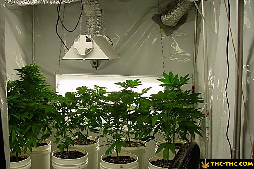 Гроубокс с марихуаной уголовная ответственность за выращивание конопли