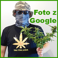 zdjęcia, marihuany, cannabis, ganji, trawki, skuna
